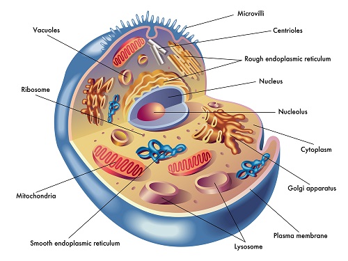 Human cell structure
